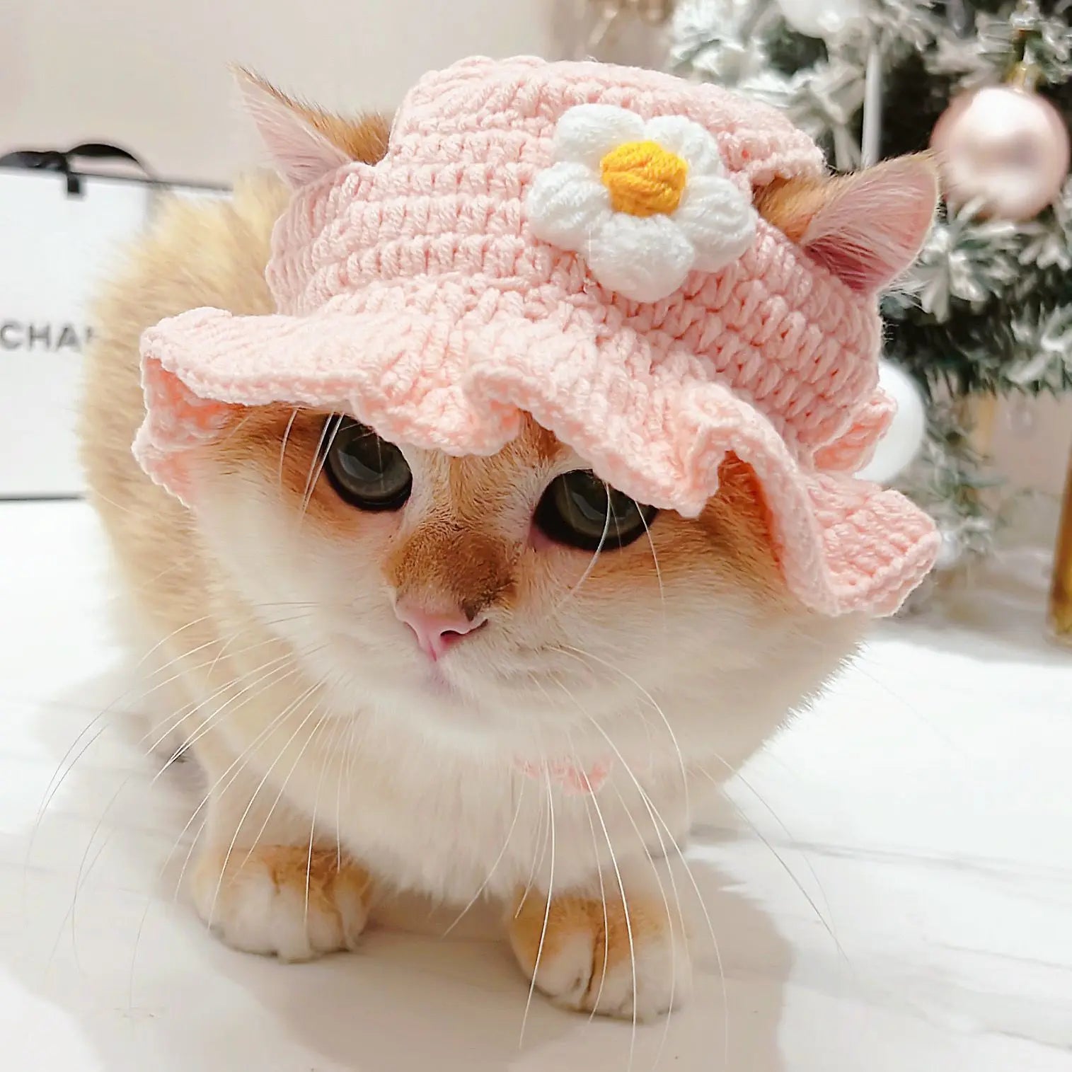 Cute Refined Cat Hat Elastic Autumn - Goshen Delightful Superstore